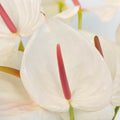 Anthurium Seashell White Tropical Flower Close Up - Image