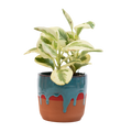 Plant Kit