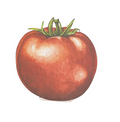 The Tomato Place Card - Pack of 12 by Hester & Cook features a ripe red tomato with a green stem on a white background—ideal for eco-friendly buffet labels or table settings.